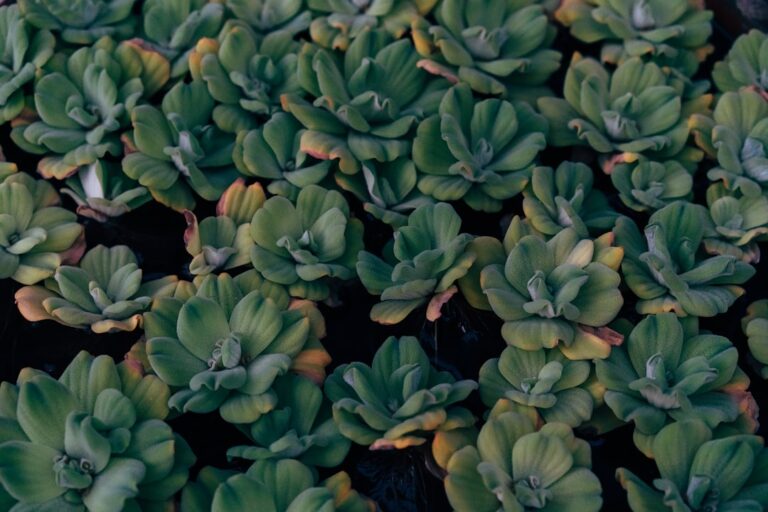 Um Close up De Um Grupo De Plantas Verdes 3kKk j40Enw