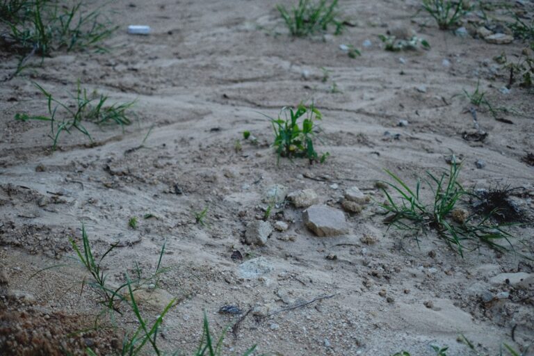 Um Passaro Esta Sentado No Chao Na Areia Q5jDehPI5So